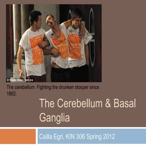 Cerebellum and basal ganglia
