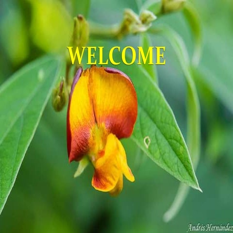 Pigeon_pea_seed production