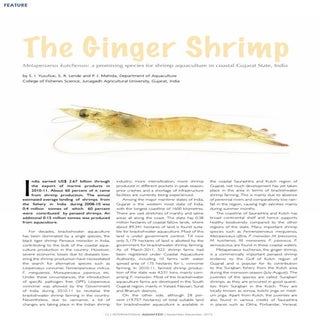 The Ginger Shrimp - Metapenaeus kut...