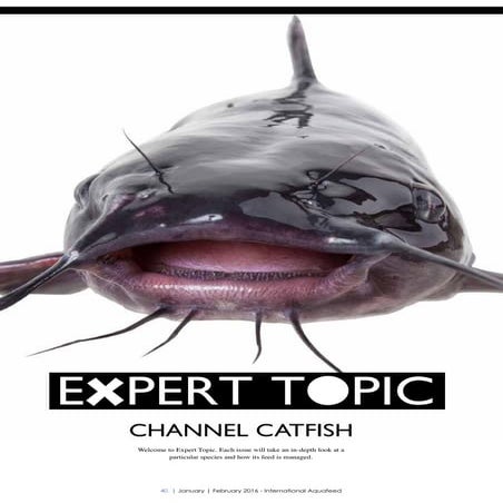 EXPERT TOPIC: Channel Catfish
