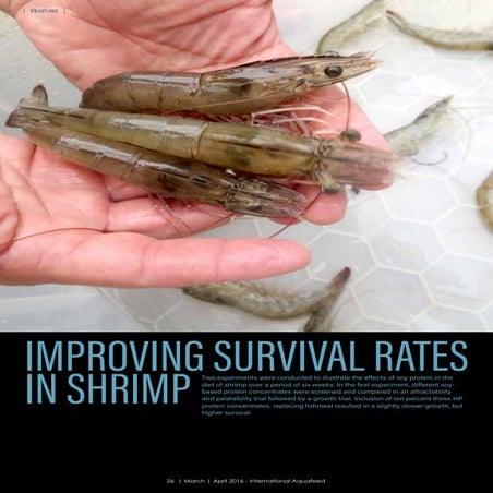 Improving survival rates in shrimp