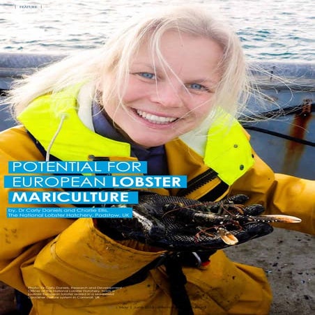 Potential for European Lobster Mariculture