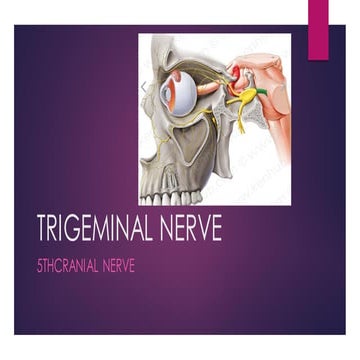 I am sharing 'trigeminal nerve' with you