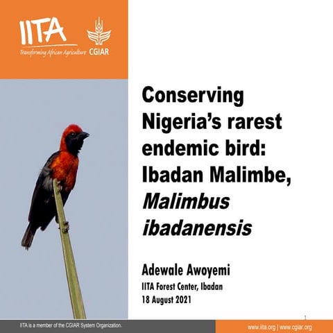 Conserving Nigeria’s rarest endemic bird: Ibadan Malimbe, Malimbusibadanensis