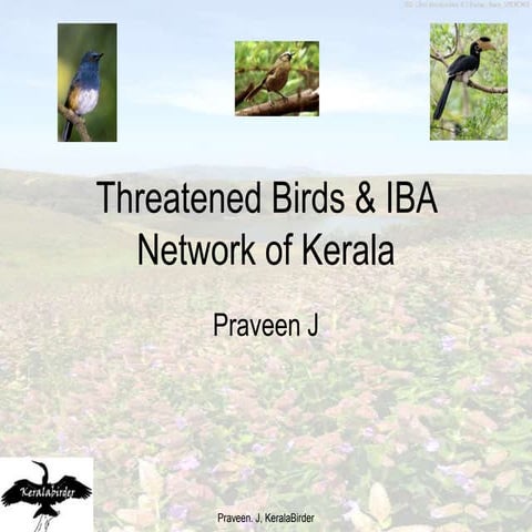 15 bird species in india in critically endangered list | PDF