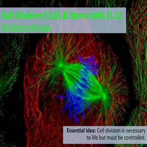 IB Biology 1.6 & 1.1 Slides: Mitosis & Stem Cells