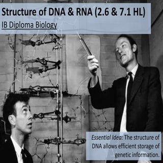 IB Biology 2.6 & 7.1 Slides: DNA St...