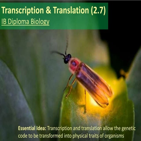 IB Biology 2.7 Slides: Transcription & Translation