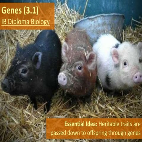 IB Biology 3.1 Slides: Genes