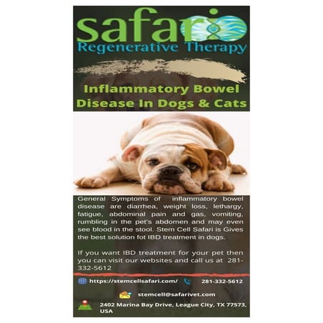 Ibd in dogs & cats | PDF - Ibd And Digestive Issues Management In Canines