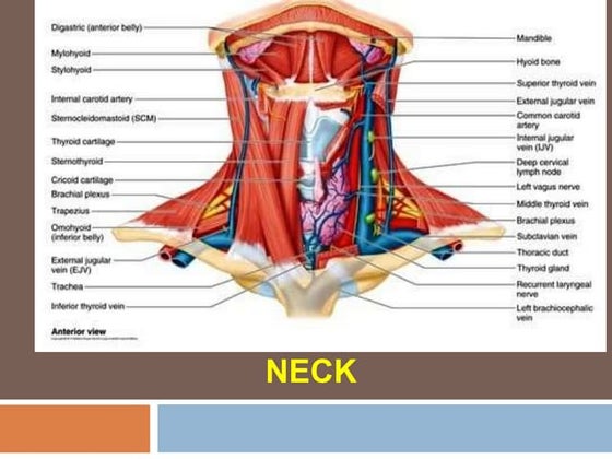 Head And Neck Anatomy Ppt Head & Neck | Radiology | Deep Neck Space