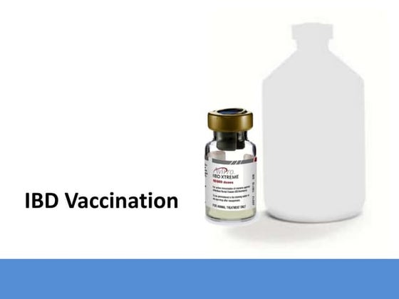 Vaccination in poultry | PPT