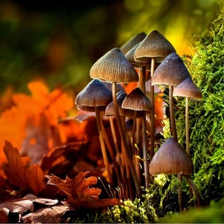 I believe in the beauty and purity ...