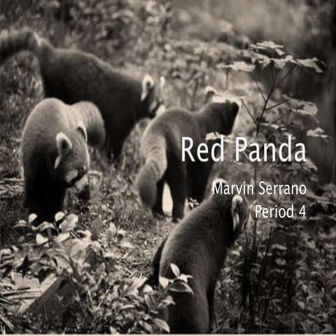 Red panda | PPTX
