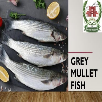 Grey Mullet Fish: Introduction, Morphology & it's Characteristics.