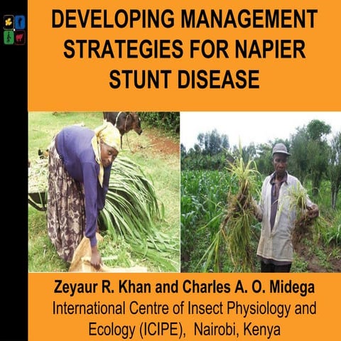 Developing management strategies for Napier stunt disease