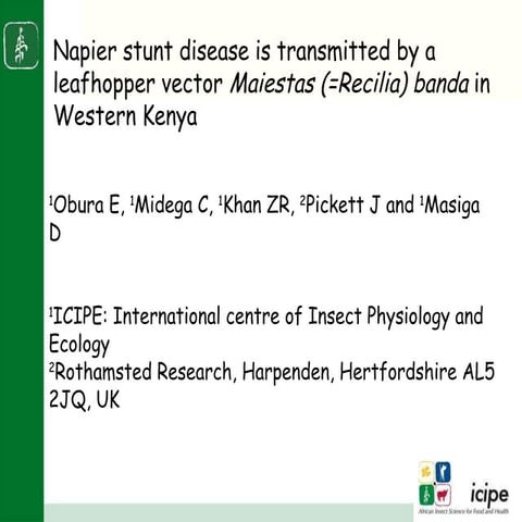 Napier stunt disease is transmitted by a leafhopper vector Maiestas (=Recilia...
