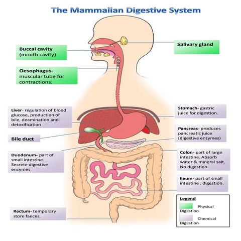 Ict Mammalian Digestive