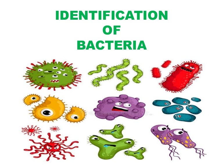 Identification of bacteria