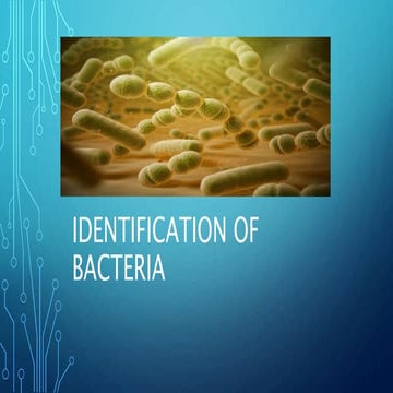 Identification of bacteria in microbiology