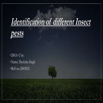 Identification of different insect pests.pptx