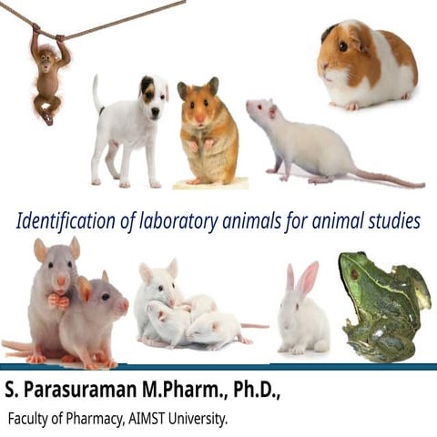 Identification of laboratory animals for animal studies.pptx