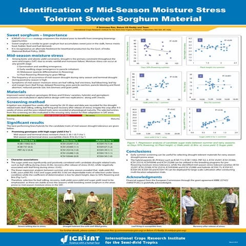 Identification of mid-season moisture stress tolerant sweet sorghum material