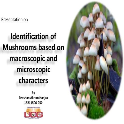 Identification of mushrooms based  on macroscopic and microscopic