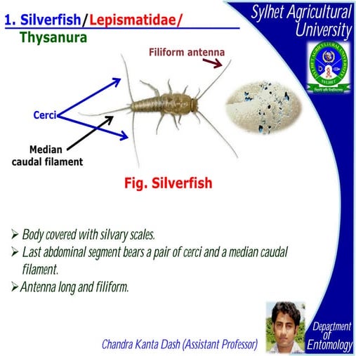 Identify insect pests part i