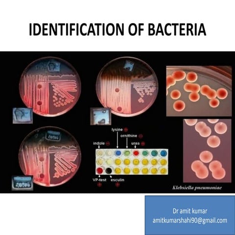 Identofocation of bacteria
