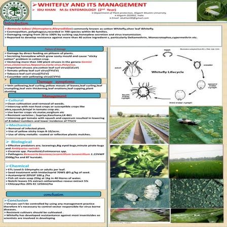 WHITEFLY MANAGEMENT | PPTX