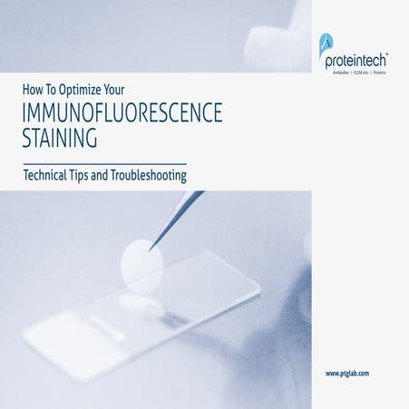 How to Optimize Your Immunofluorescence Staining