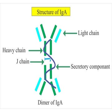 IgA
