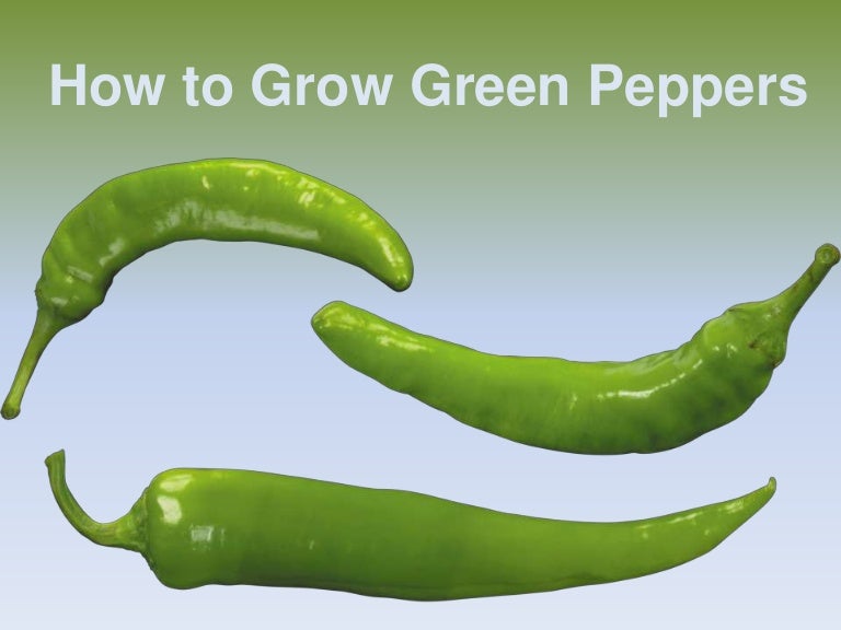 How to grow green pepper