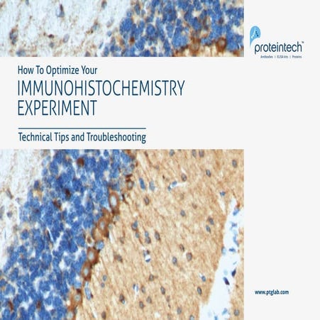 How To Optimize Your Immunohistochemistry Experiment