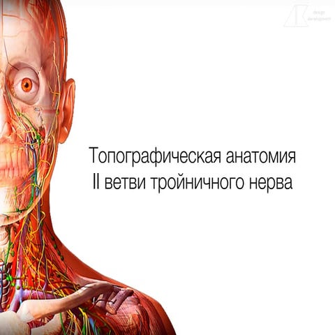 Топографическая анатомия II ветви тройничного нерва | PPT
