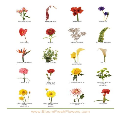 Iii. bloom fresh flowers   flower images