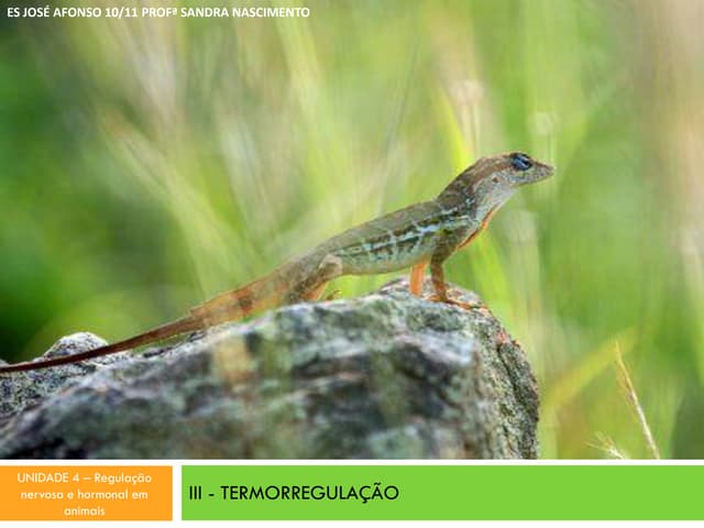 Iii termorregulaao-110609090644-php...