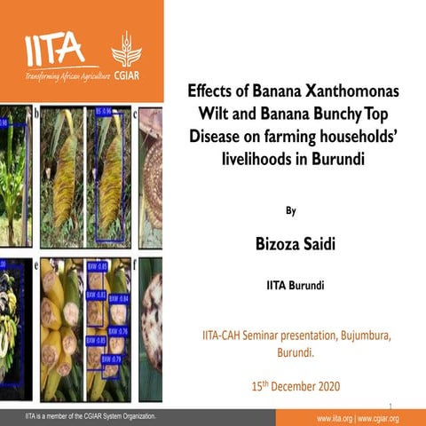 Effects of Banana Xanthomonas Wilt and Banana Bunchy Top Disease on farmer h...