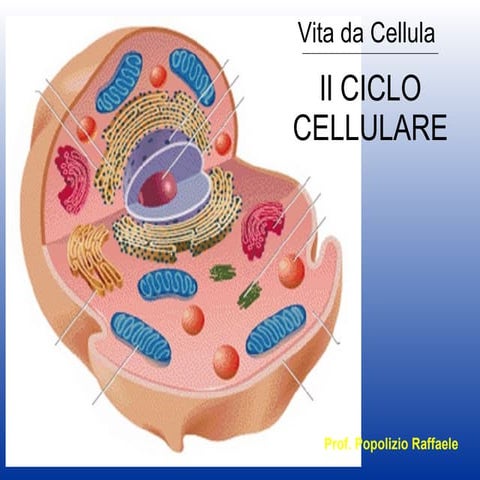 Il Ciclo Cellulare