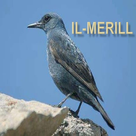 Il-Merill