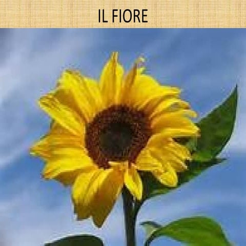 Il fiore | PPTX