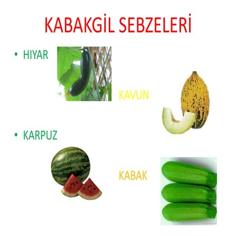 Kabakgil Sebzeleri