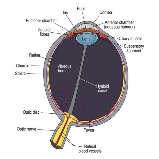Some body-parts Illustrations and diagrams.