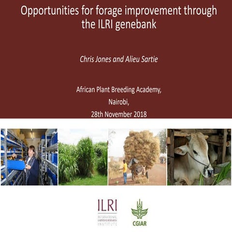 Opportunities for forage improvement through the ILRI Genebank