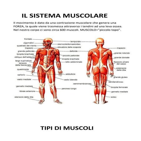 Sistema muscolare | PPTX