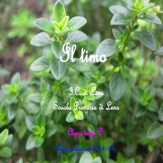 Il timo
