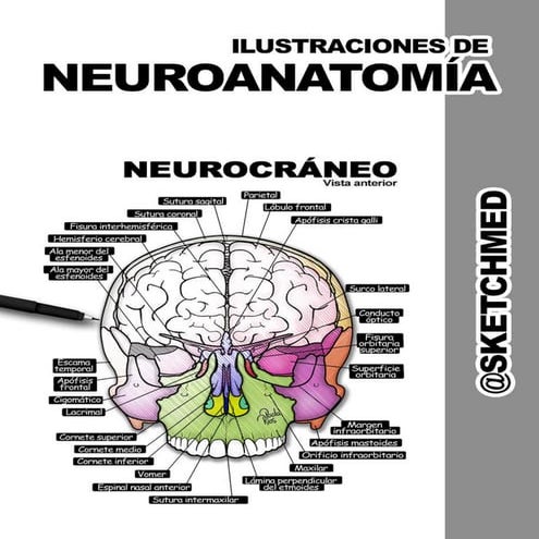 Sustancia Gris y Blanca.pptx