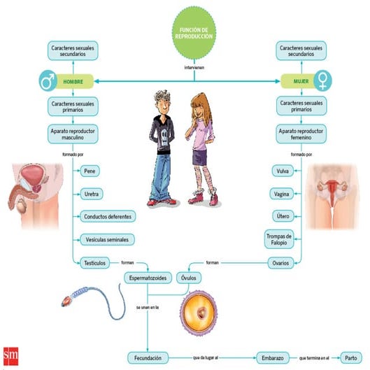 MAPA CONCEPTUAL REPRODUCCIÓN