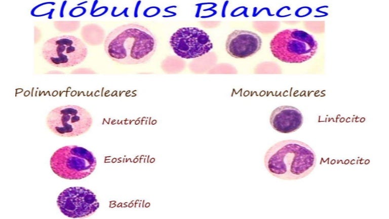 Imagen de globulos blancos